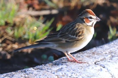 Chondestes grammacus