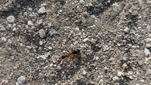 Tropical Carpenter Ant photo 6