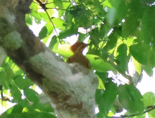 Piculus chrysochloros image