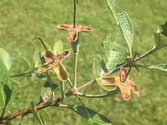 Feijoa sellowiana
