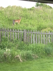 Odocoileus virginianus