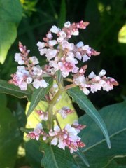 Koenigia campanulata