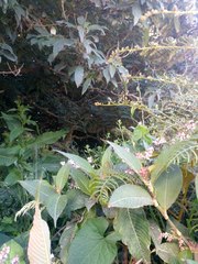 Koenigia campanulata