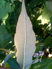 Koenigia campanulata