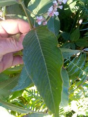 Koenigia campanulata