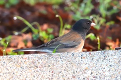 Junco hyemalis