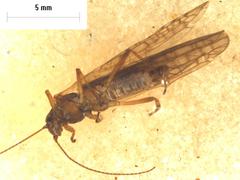 Zelandobius
