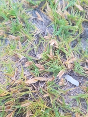 Distichlis distichophylla