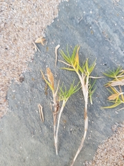 Distichlis distichophylla