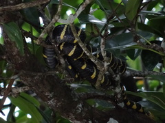 Boiga dendrophila