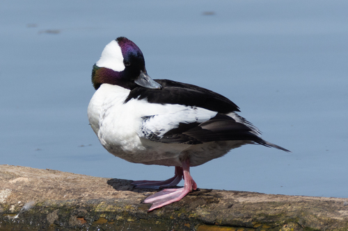 Bufflehead, photo 6 of 10