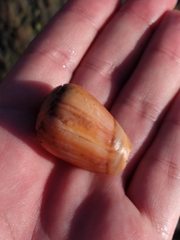 Olivancillaria urceus