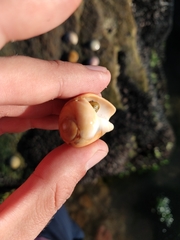 Olivancillaria urceus