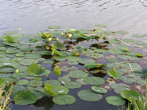 Nelumbo lutea