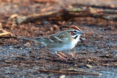Chondestes grammacus
