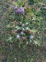 Eryngium vesiculosum