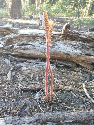 woodland pinedrops