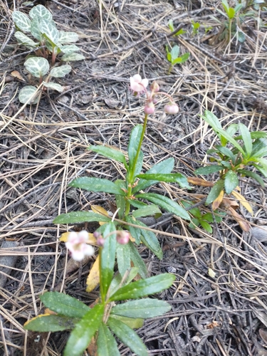 pipsissewa