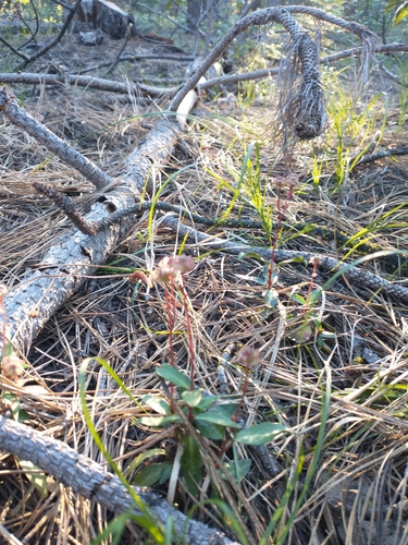 Little Prince's Pine