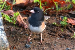 Junco hyemalis