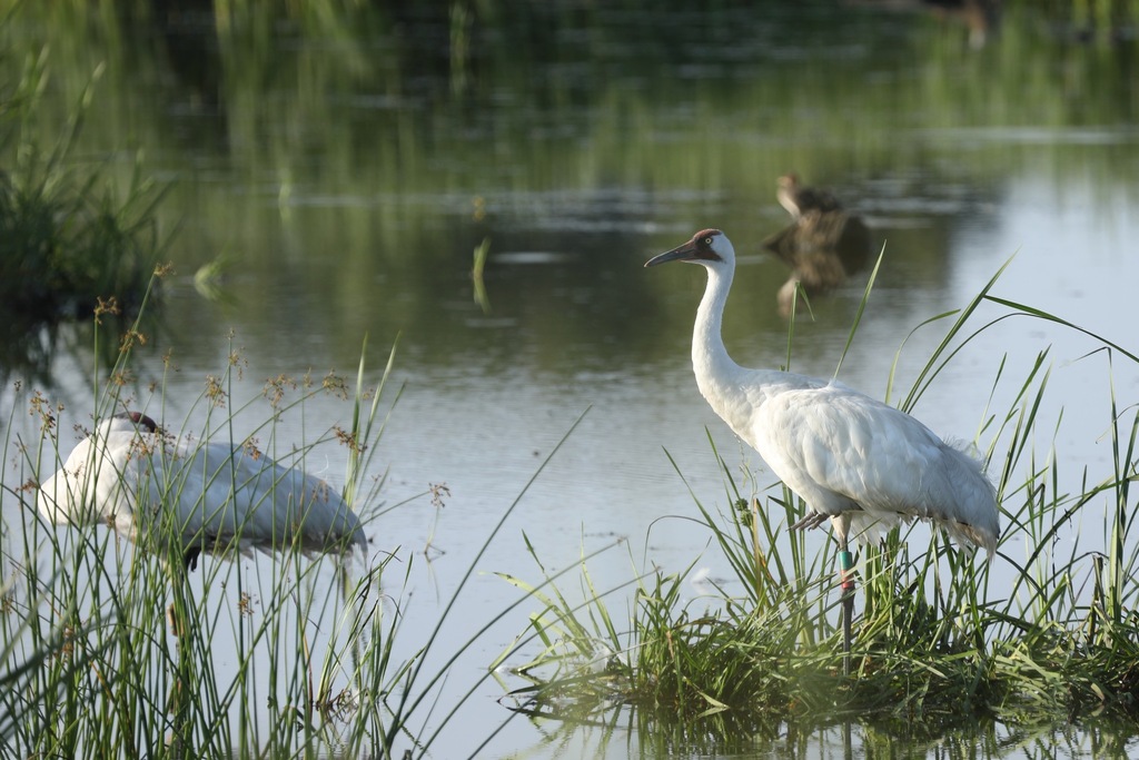 Whooping Crane In July 2023 By Cole Wolf INaturalist   Large 