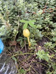 Leucocoprinus birnbaumii image