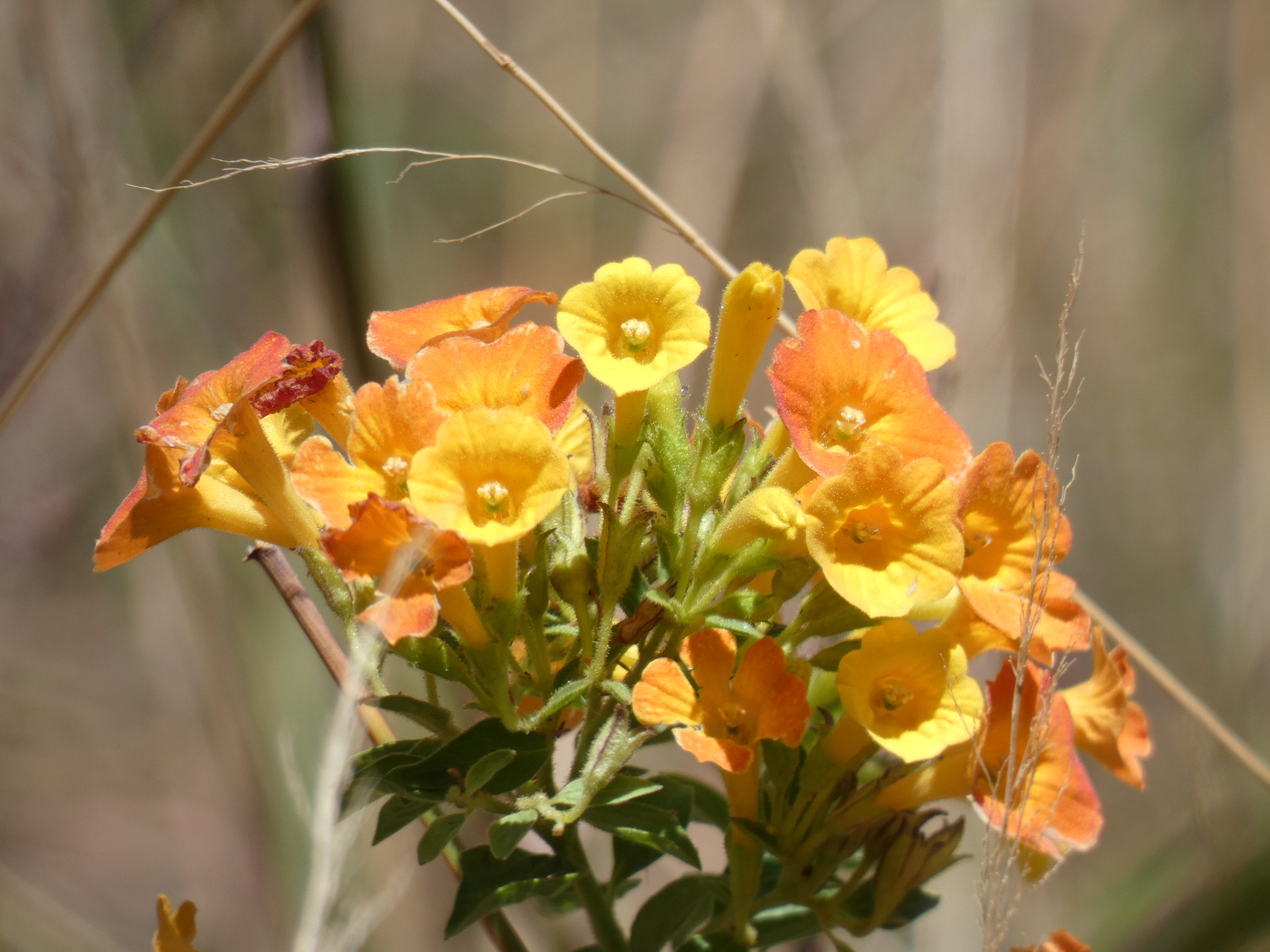 Streptosolen jamesonii image