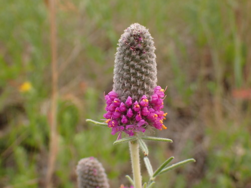 Dalea purpurea