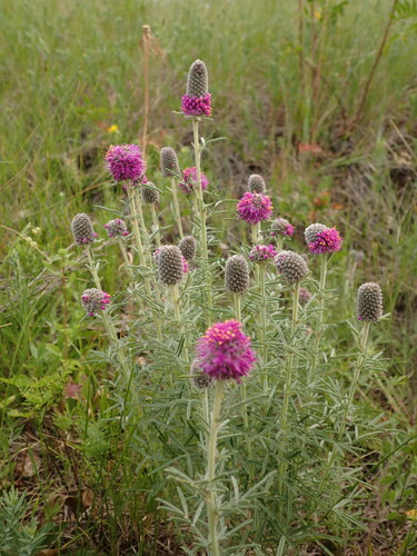 Dalea purpurea