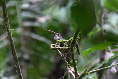 Phaethornis malaris