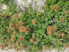 Acaena pallida