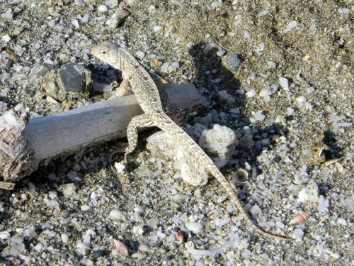 Leiocephalus sixtoi