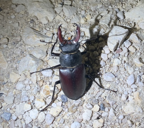 Lucanus cervus