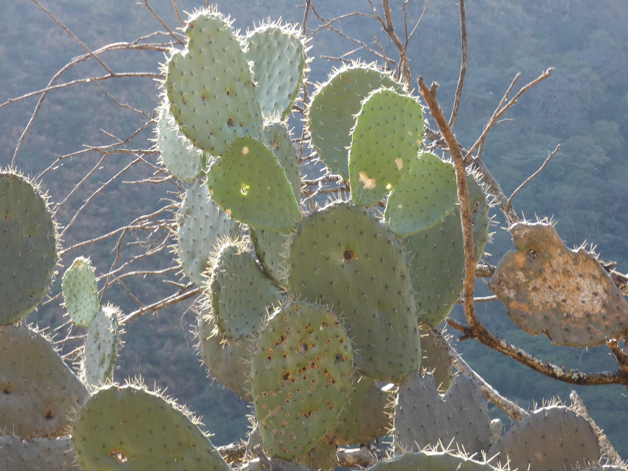Opuntia image