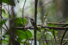 Phaethornis malaris