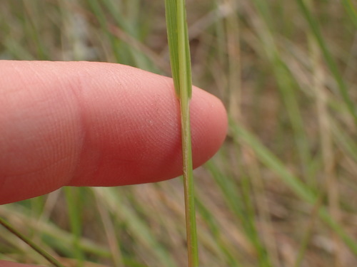 Image of Nassella viridula by no rights reserved