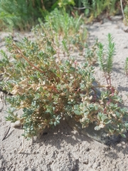 Atriplex billardierei