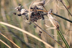Parawixia bistriata
