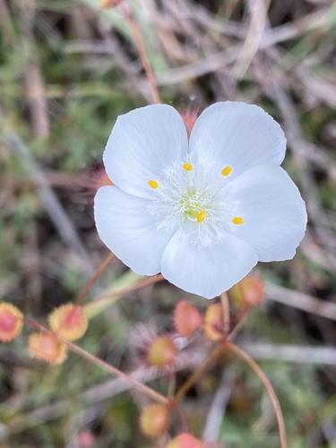 Drosera planchonii