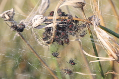 Parawixia bistriata