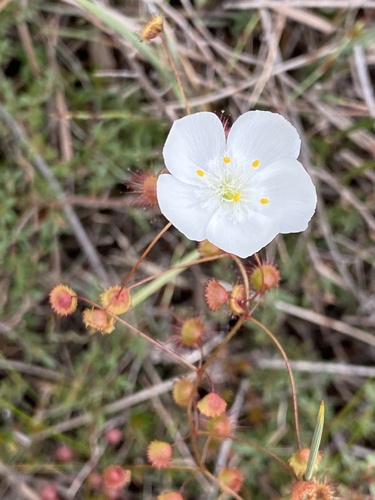 Drosera planchonii
