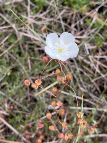 Drosera planchonii
