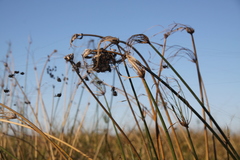 Parawixia bistriata