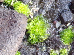 Ulva californica