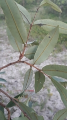 Qualea
