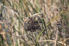 Parawixia bistriata