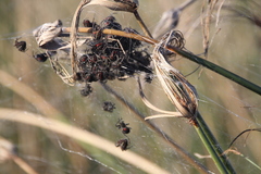 Parawixia bistriata