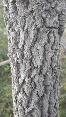 Qualea