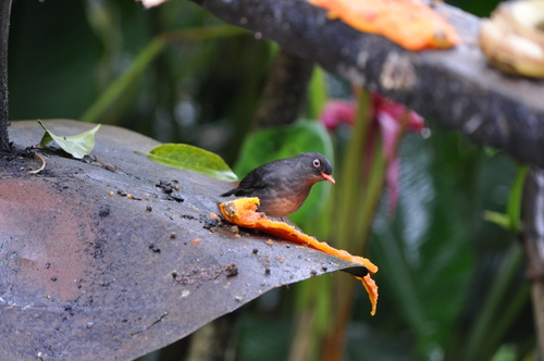 Catharus fuscater