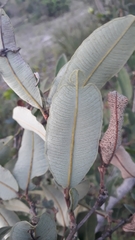 Qualea